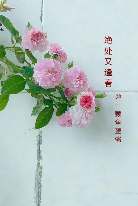 林北林天策最新章节更新
