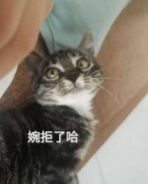 姜蜜萧怀衍的全文免费阅读