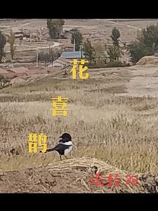八荒龙蛇武侠