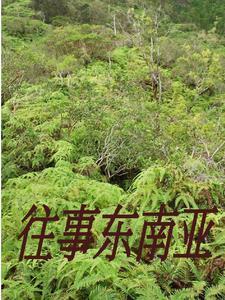 庶媳好看吗?