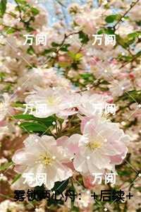陆臣宋小苒大结局